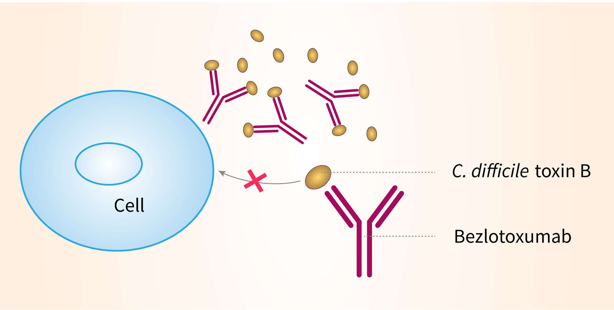 Mechanism of action of bezlotoxumab